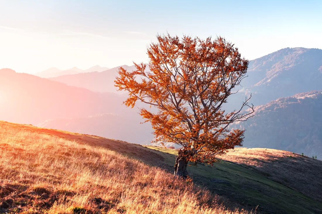 A lone tree in autumn colours on a mountain hillside at sunrise